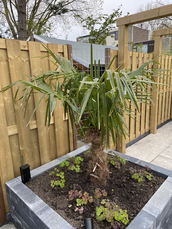 Trachycarpus fortunei bladeren hangen slap • Plantendokter: wie weet raad?