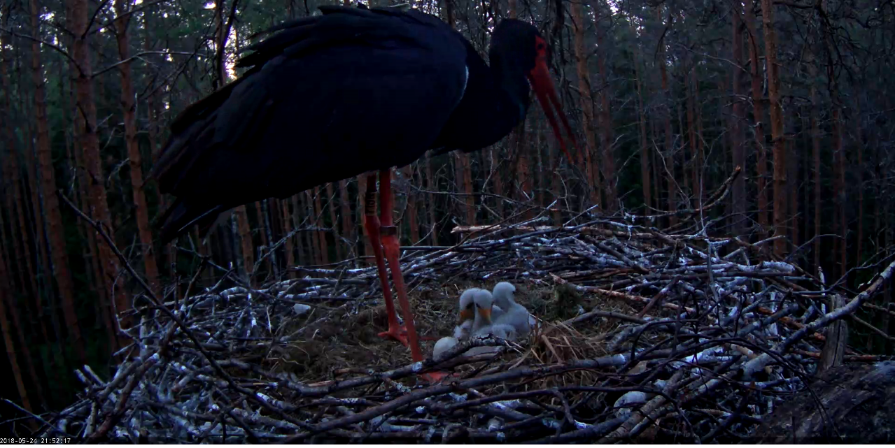 Képernyőkép – 2018-05-24 20-52-58