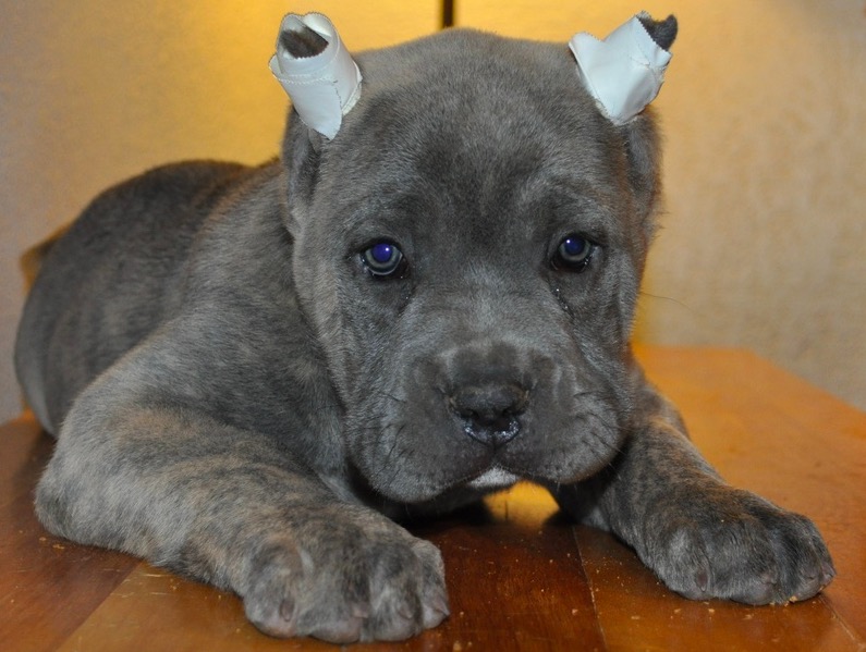 Tribunal de España declara que cortar orejas a los perros no es maltrato animal