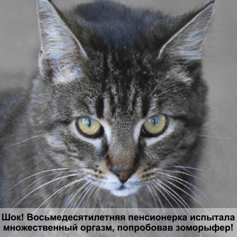 породы кошек пушистых