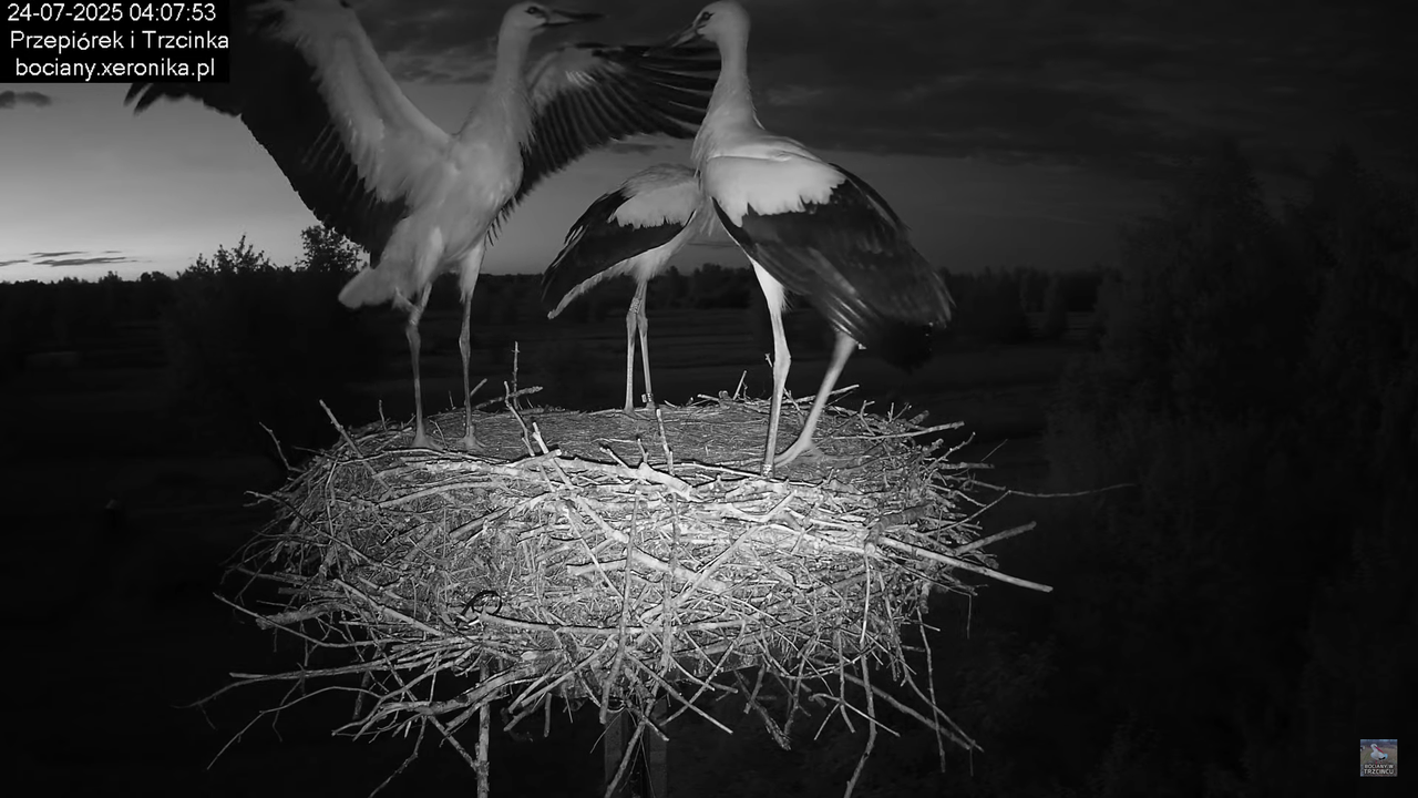 24072025bociany1