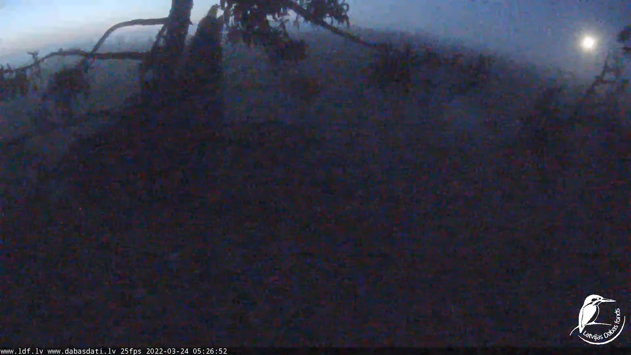 Jūras ērgļi (Haliaeetus albicilla) Durbē - LDF tiešraide __ White-tailed eagles, Durbe, Latvia 12-26