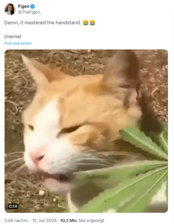 Katze kaut an Hanfpflanze