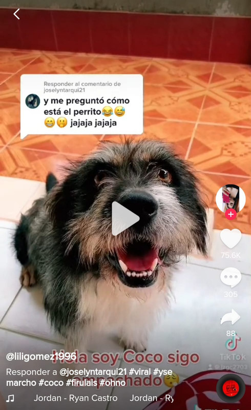 En TikTok un perrito le dio una divertida lección a una mujer
