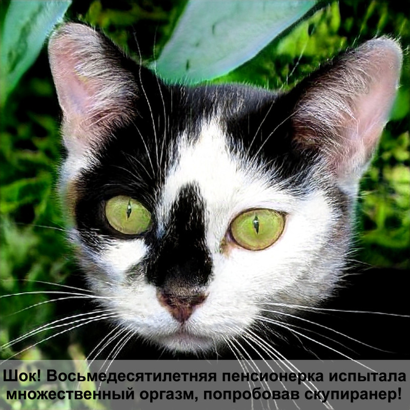 summit корм для кошек