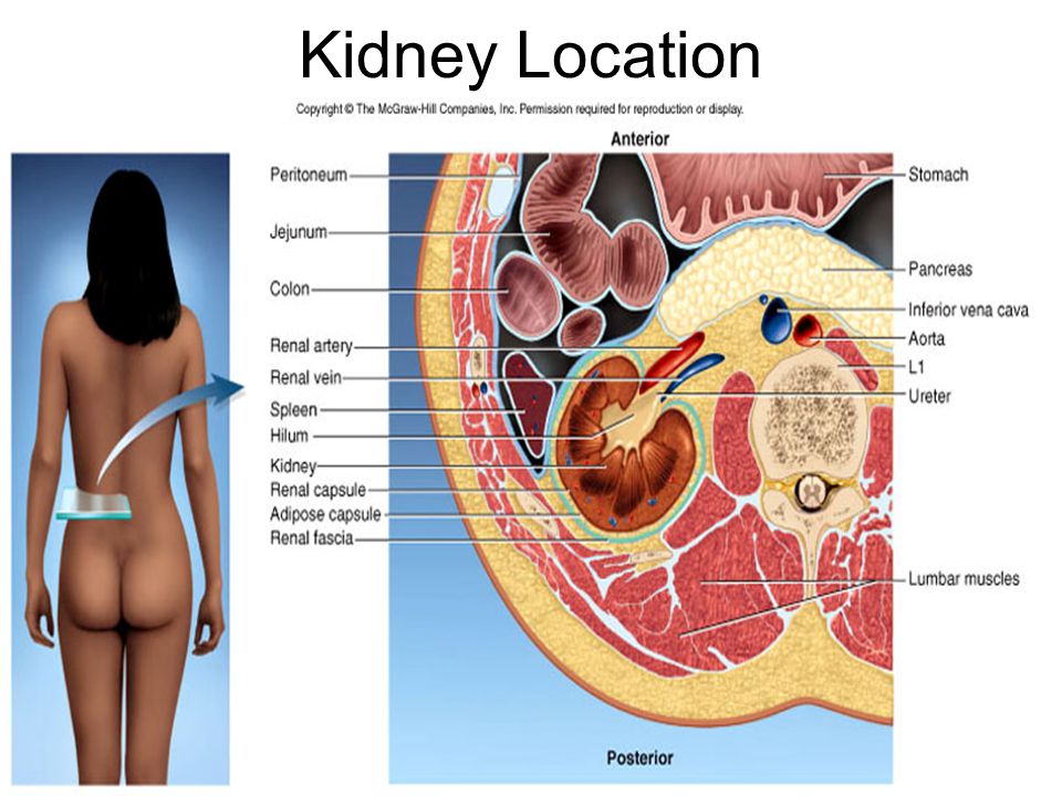Kidney-Location.jpg