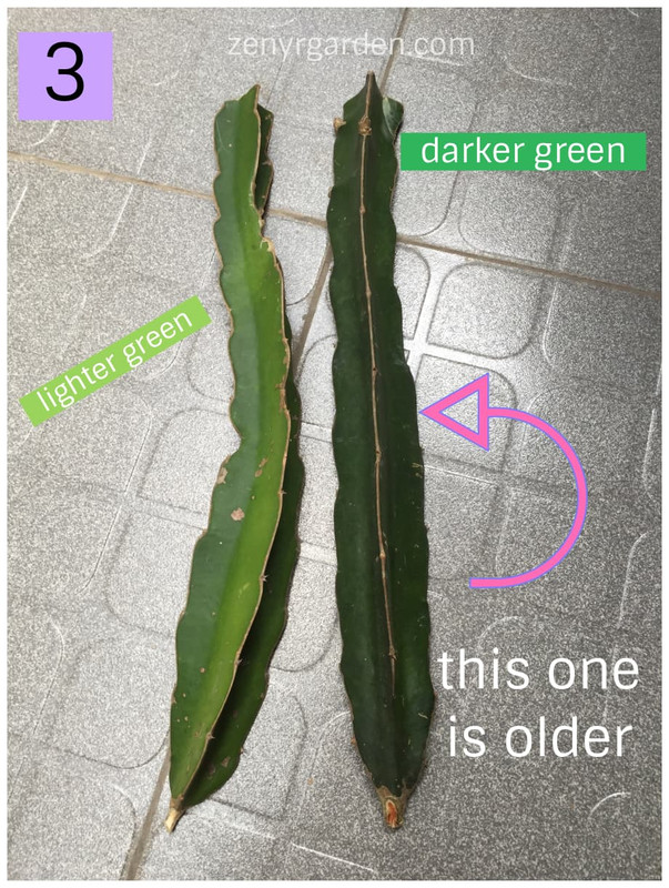 the-older-dragon-fruit-branch-guess.jpg