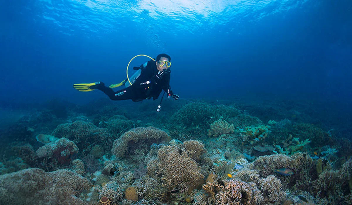 Aktivitas Wisata Bahari yang Wajib Dicoba di Labengki