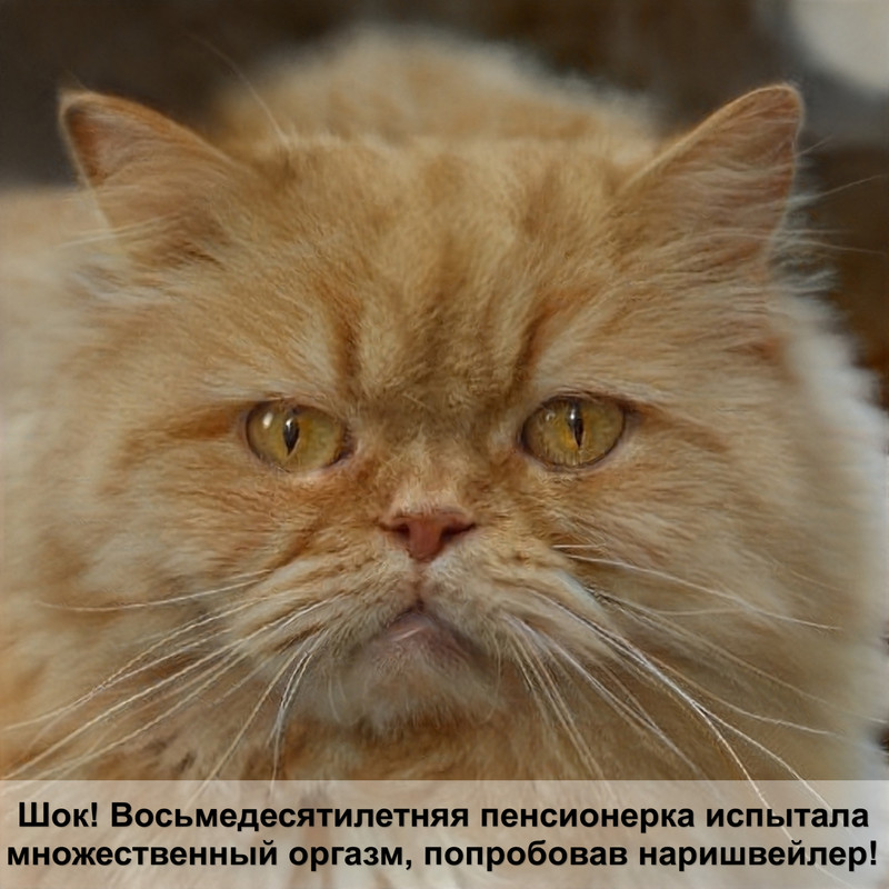 домик для кошки своими руками из поролона