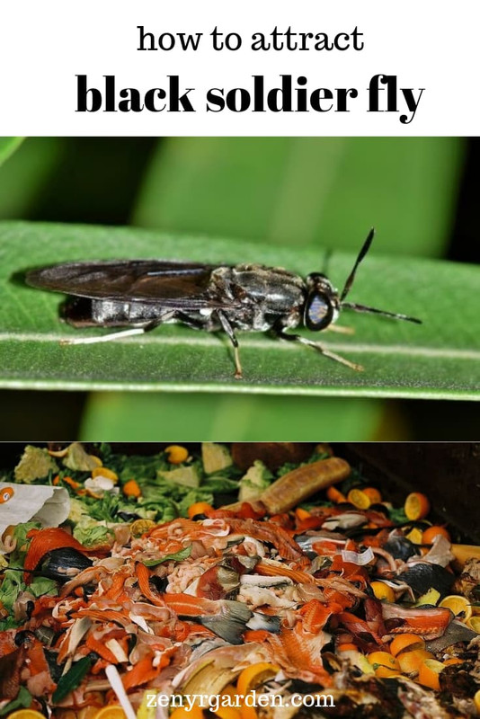 how-to-attract-black-soldier-fly-pin.jpg