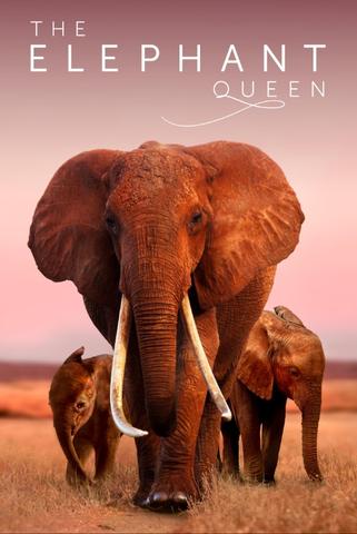 [Kép: The-Elephant-Queen.jpg]