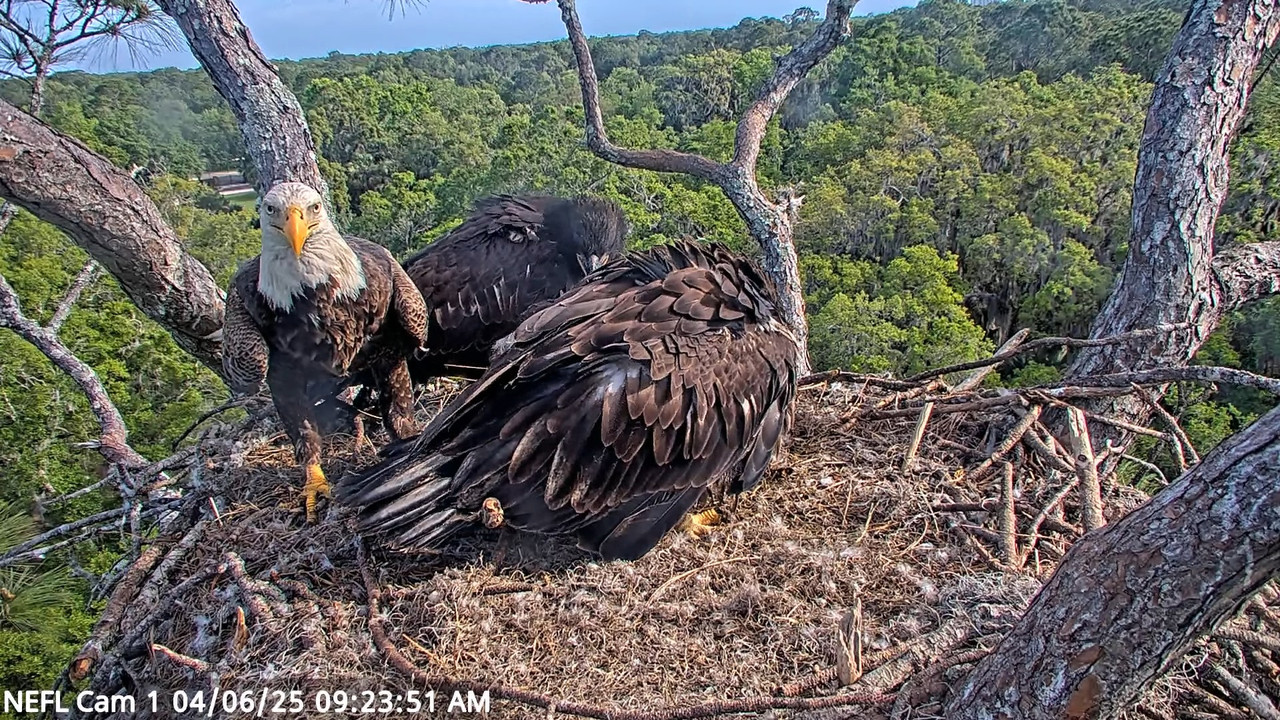 NEFL Cam 1 — tiešraidē Bald Eagle Cam 12-37-0 screenshot