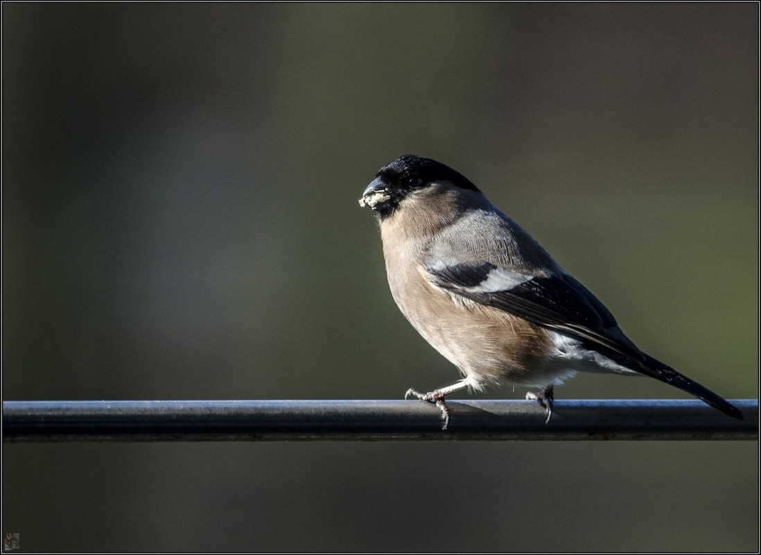 _DSC3393 BOT Vögel LR ERWZ FB