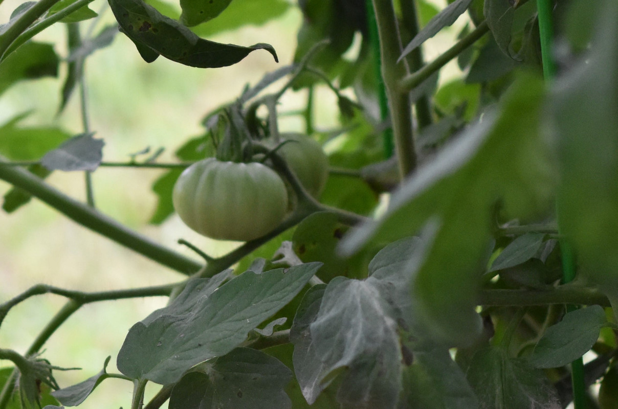 2016 11 05 Kathys Garden (11)