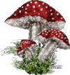 270825-champignon2-petit