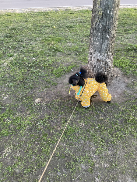 https://i.postimg.cc/mrs3Xk4f/IMG-0208.jpg