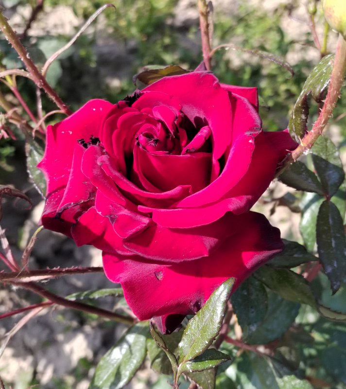 https://i.postimg.cc/mrs590H4/10-IMG-20230424-092415.jpg