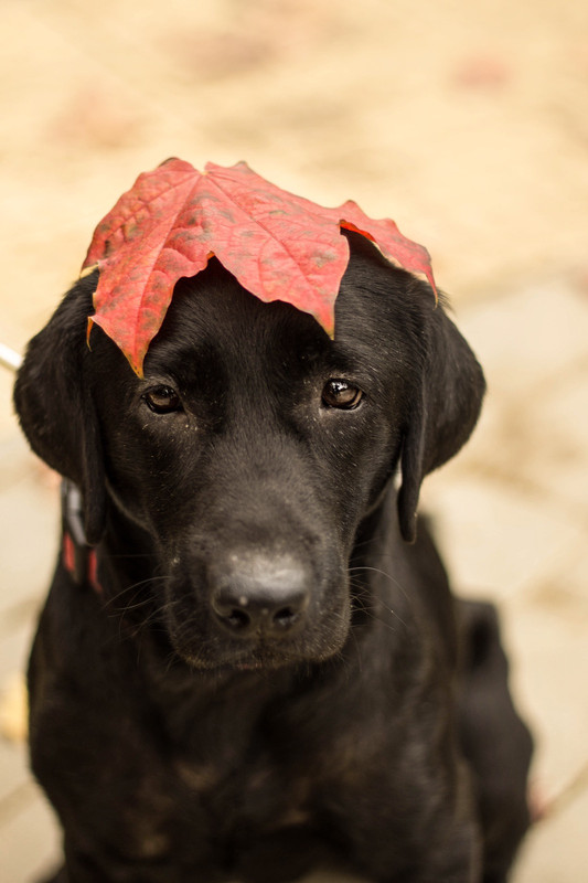 IMG-9437cd8c97414864a312a4a448934a4f-V