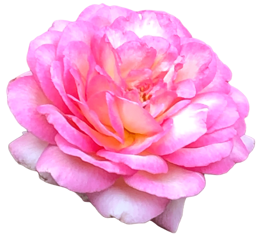 Pink Flower 7