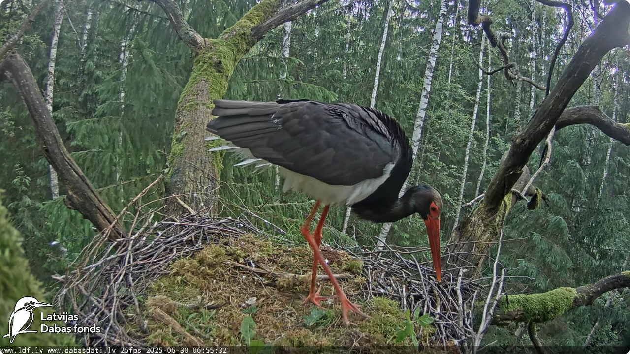 Screenshot 2025-06-30 at 19-42-55 Melnais stārķis (Ciconia nigra) Ogres novadā - LDF tiešraide - You