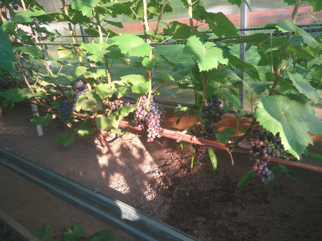 Эстер 28.07.2018ддддд