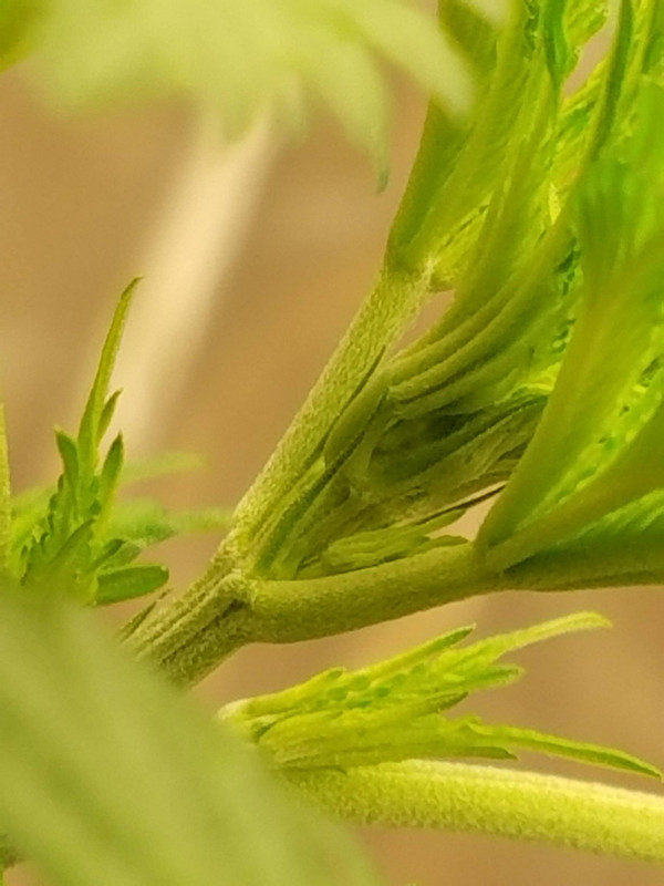 received_10209283128867138