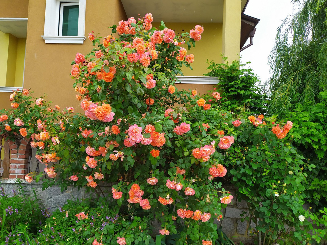 IMG_20200531_144212
