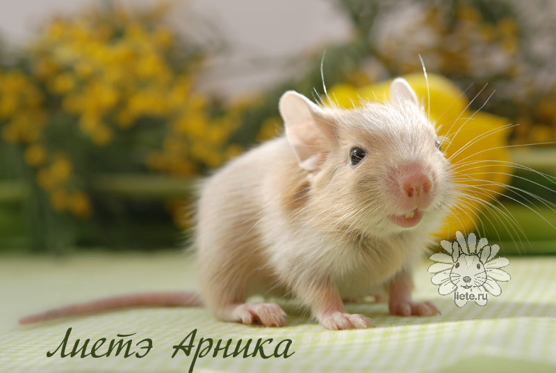 Арника1_11-дней