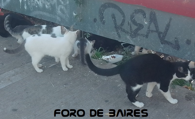 fotogatitos6