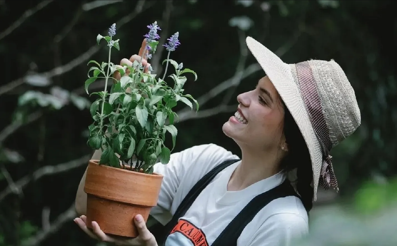 ¿Cómo usar la planta de Vaporub para la tos? Aplica este remedio casero