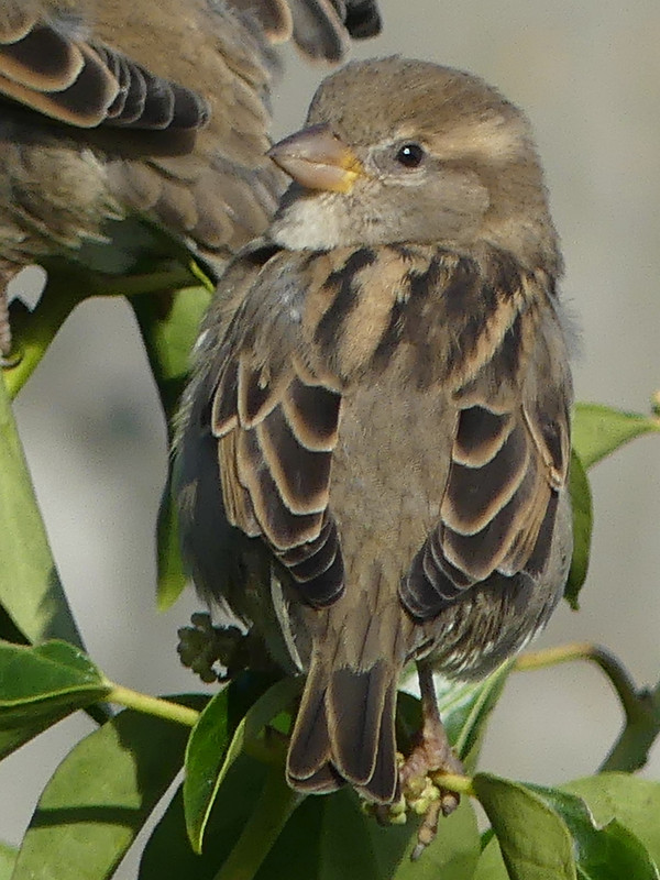 SPARROW 15