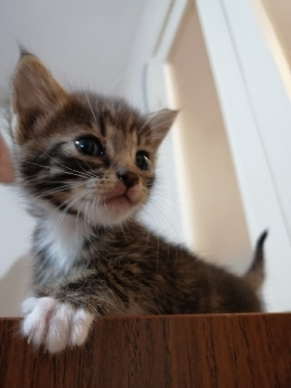 КотятаВивиан2