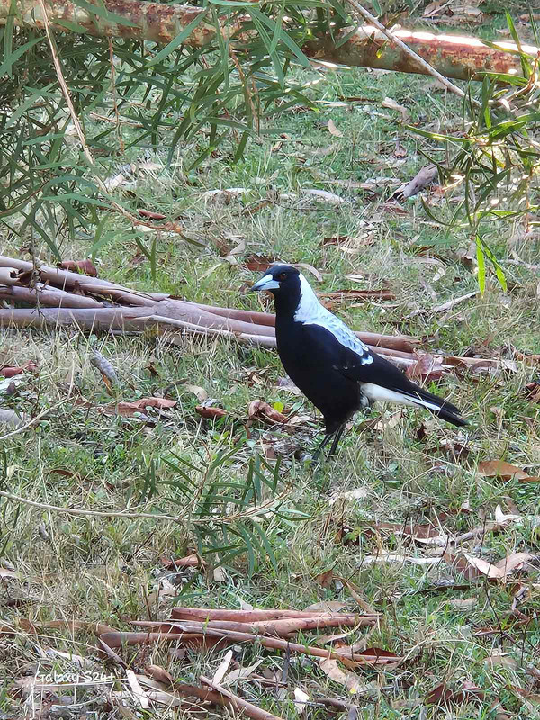 Australian magpie