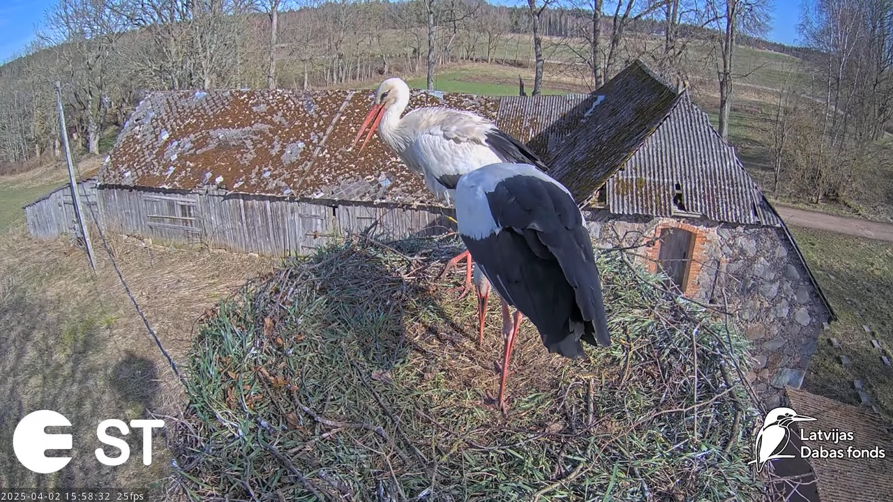 Baltie stārķi (Ciconia ciconia) Tukuma novadā __ White storks in Tukums, Latvia - YouTube - 817_37