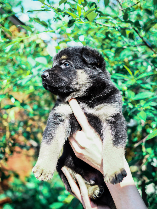 P6070349-кобель3