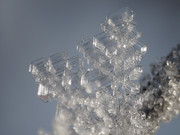DSC02319-crop