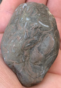 Caliza con fósiles de conchas IMG-6515