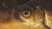 Santé jeunes poissons rouges d'animalerie Blackmoor-Eye