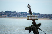 IMG-0238