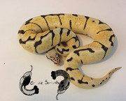 Artemis (F;2020 bumblebee het clown and orange ghost)