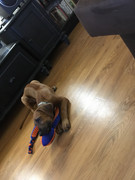 Rocco the Rhodesian Ridgeback 20