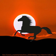 Silhouette  3 Horse Avi