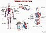 sistemul-circulator-dim-800x1100-mm.jpg