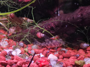 IMG_20210418_60L_manic2