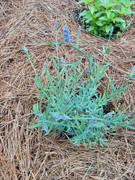 2023-06-24 Closeup [2] SuperBlue lavender