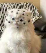 [Image: FB-IMG-1630975827664.jpg]