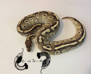 Tyche (F;2020 Mojave YB Fire)