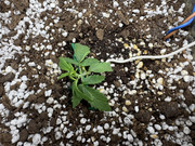 sol 14 lt yedek 7 photo