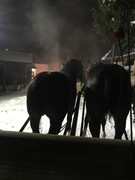 C628-BB3-A-E7-D3-4-B60-913-C-4-F118-B3-E