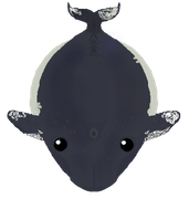 graywhale